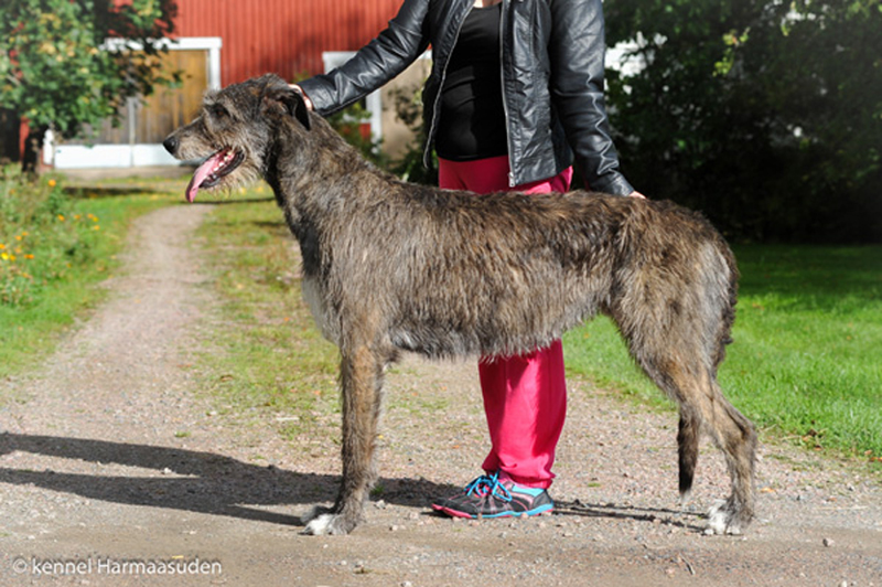 Harmaasuden Alona