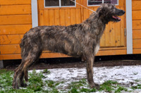 &copy; kennel Harmaasuden