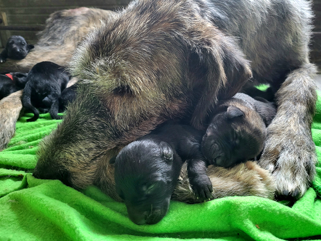 &copy; kennel Harmaasuden